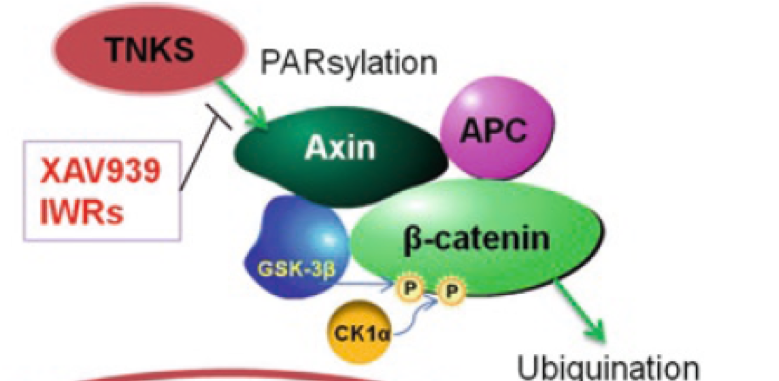 Virtual Screening Tankyrase Inhibitors Domainex